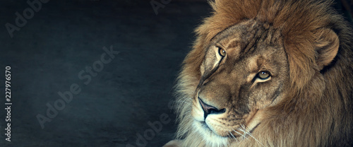Photo close-up of an African lion