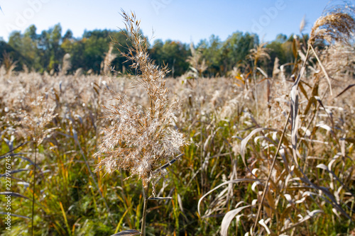 Fototapeta Naklejka Na Ścianę i Meble -  Swamps overgrown with reeds. Colorful and sunny day over a polish lake, autumn in Masurian Lake District. Nature in Poland.