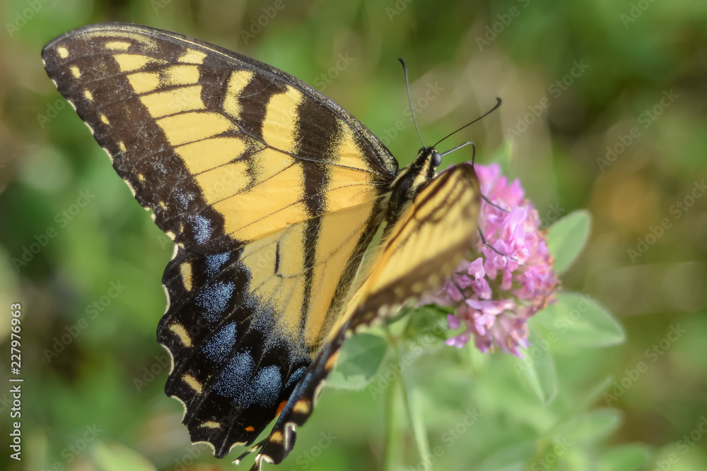Fototapeta premium Close-Up of a Butterfly and a Flower