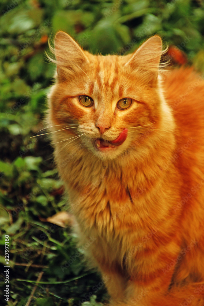 licking red cat on a green lawn