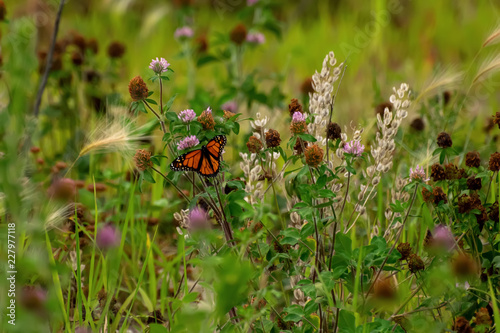 Close-Up of a Butterfly and a Flower