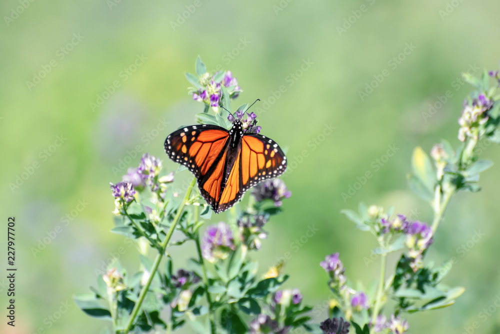 Close-Up of a Butterfly and a Flower Close-Up of a Butterfly and a Flower