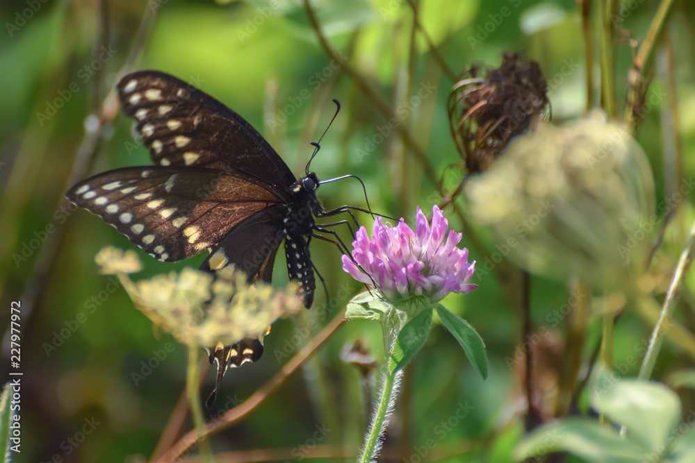 Close-Up of a Butterfly and a Flower