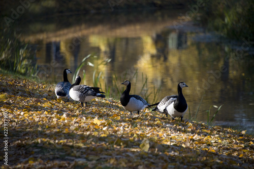 Photography Autum in the park of Drottningholm at Stockholm