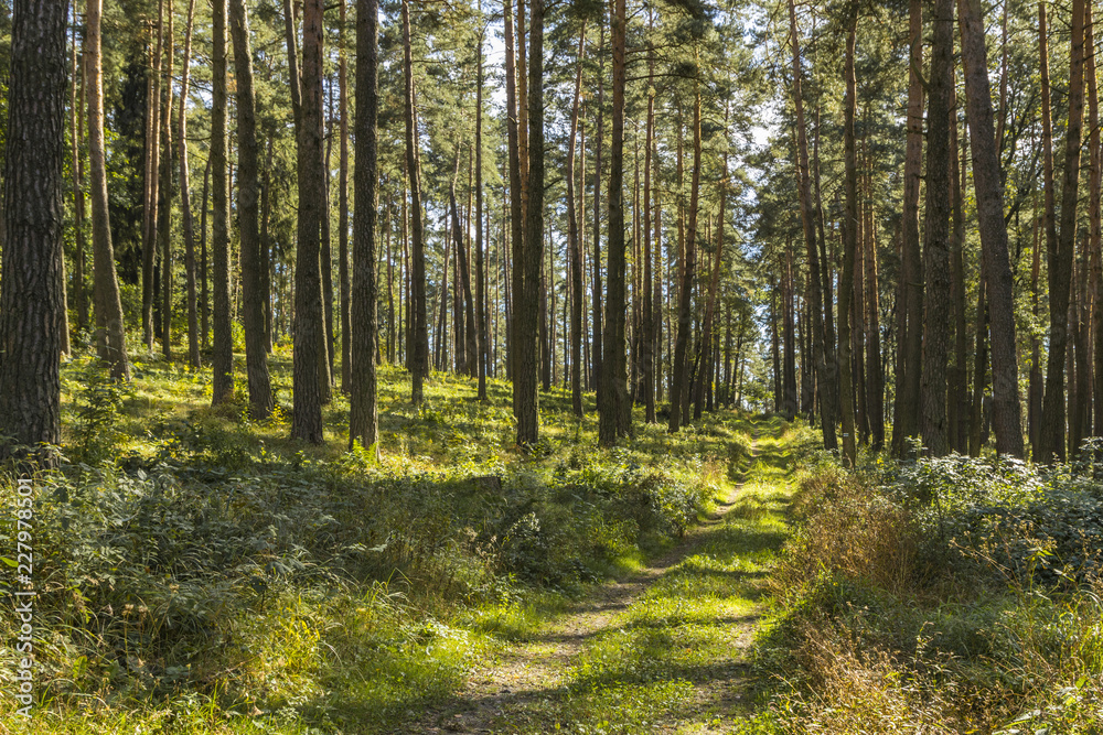 Obraz premium the beginning of the Golden Polish Autumn