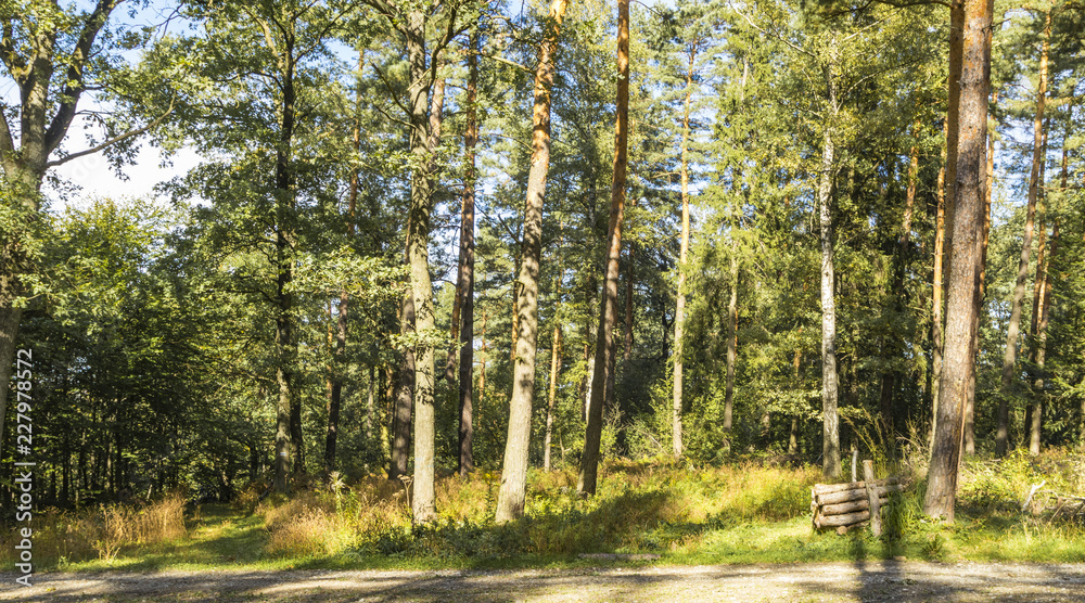 the beginning of the Golden Polish Autumn