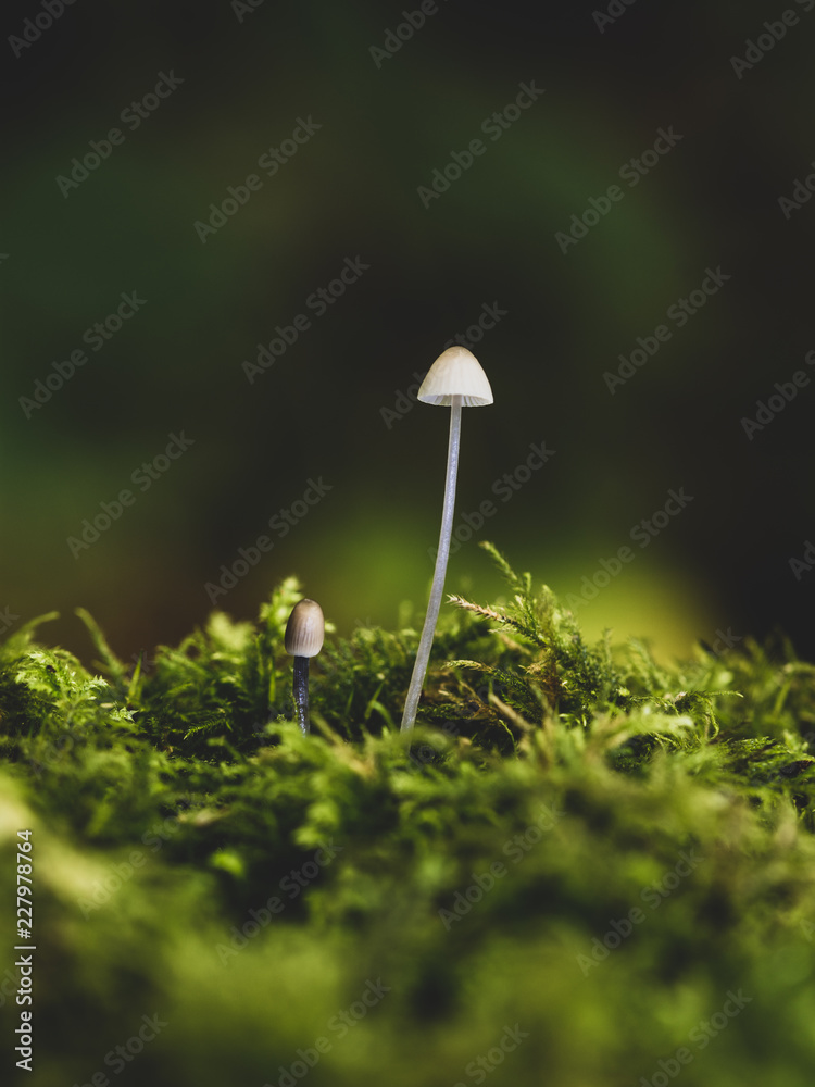 Funghi season Funghi season