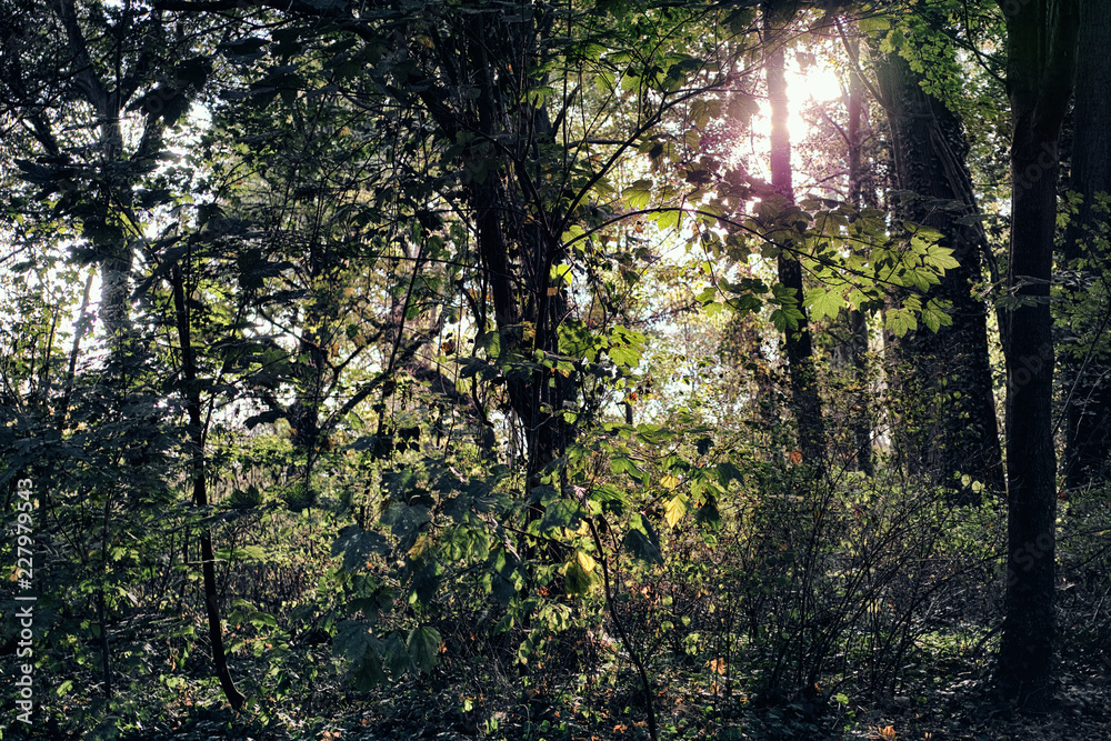 Scenic forest of fresh green deciduous trees framed leaves sun mannheim neckerau djungle background autumn mystic green Scenic forest of fresh green deciduous trees framed leaves sun mannheim neckerau djungle background autumn mystic green