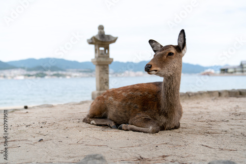 Deer in Itsukushima
