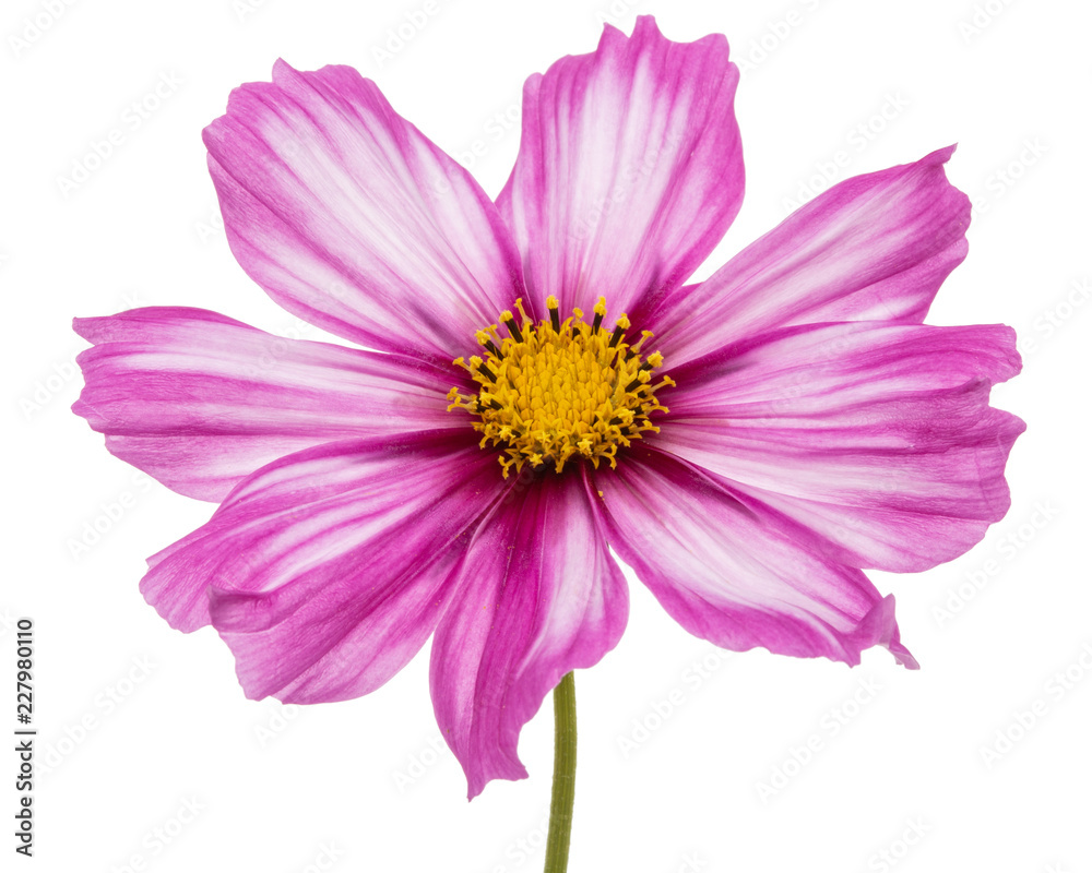 Flower of cosmos, kosmeya flower, isolated on white background Flower of cosmos, kosmeya flower, isolated on white background