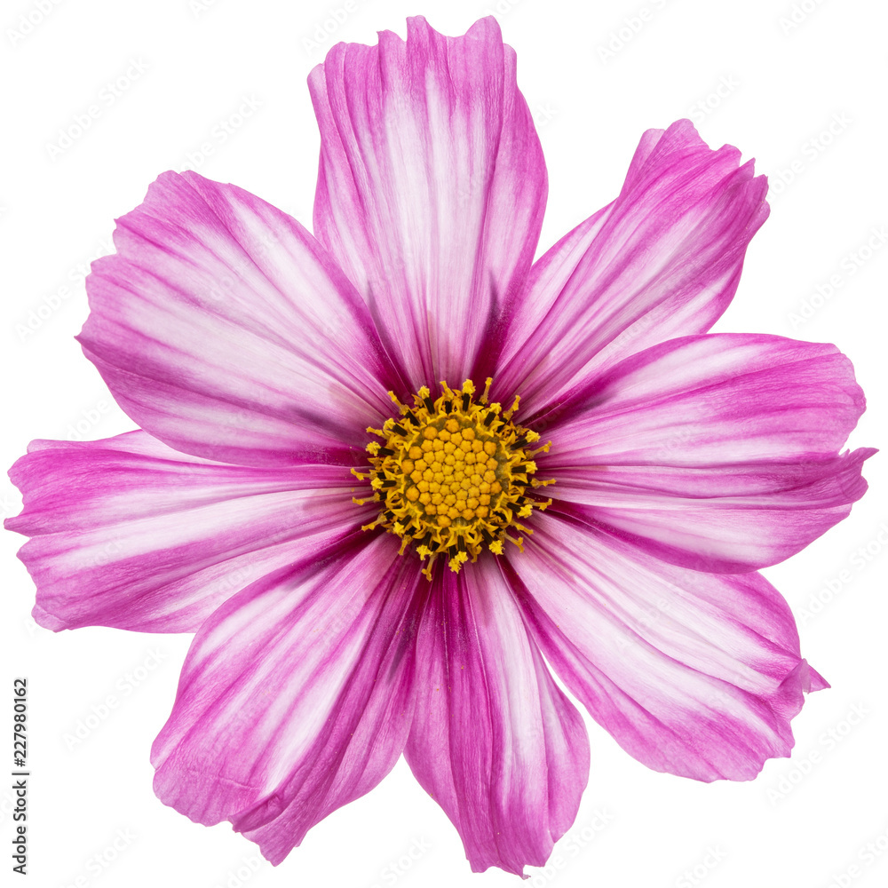 Flower of cosmos, kosmeya flower, isolated on white background Flower of cosmos, kosmeya flower, isolated on white background