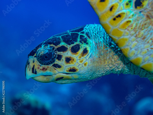 turtle head closeup