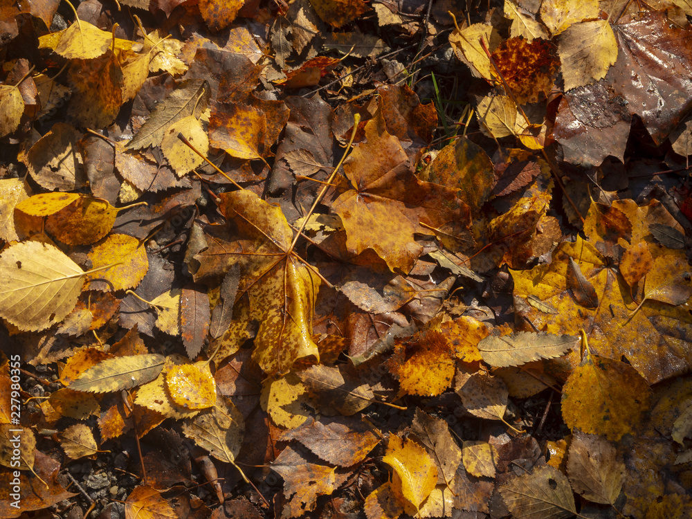 Beautiful collection of freshly fallen autumn leaves, shot in the beautiful Sipoonkorpi Natinal Park, Finland