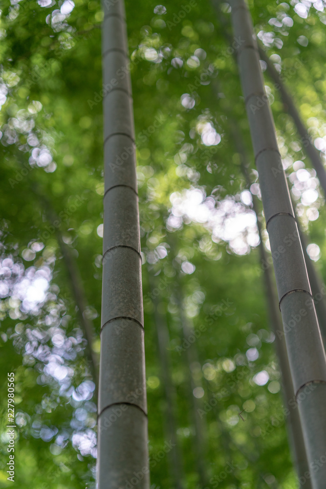 Fototapeta premium Bamboo forest in Arashiyama, Kyoto