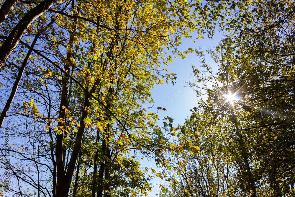 sunbeams through indian summer forest trees leaves sunbeams through indian summer forest trees leaves