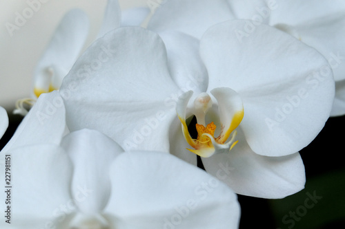 Beautiful white moon orchid