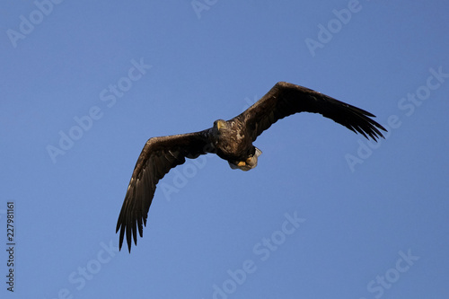 White-tailed eagle  Haliaeetus albicilla 