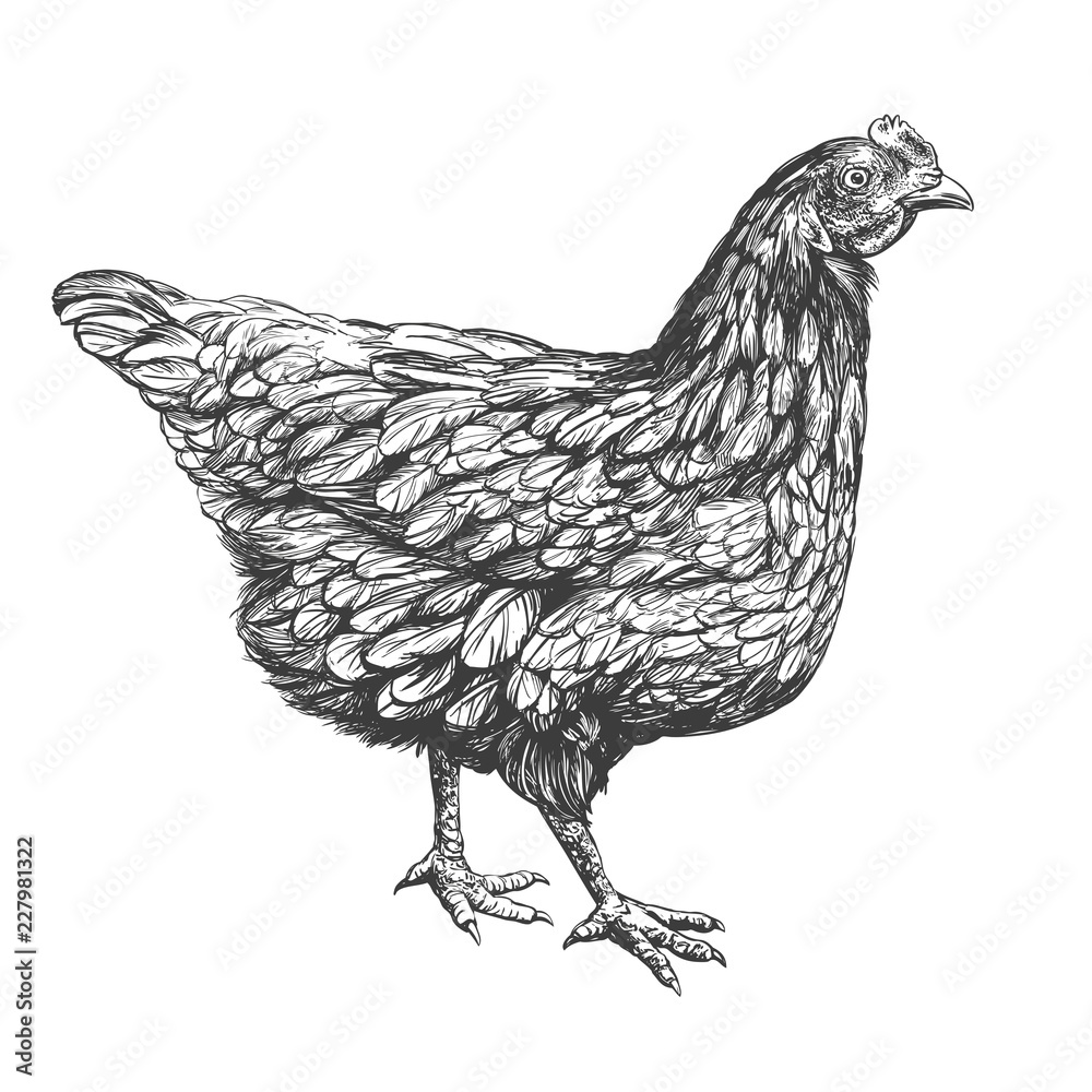 chicken wing bbq sketch 16754472 Vector Art at Vecteezy
