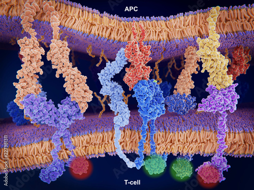 Aktivierung (und Inhibition) der Immunantwort über T-Zellen.
B7-1 (orange), CTLA-4 (violett), MHC-II (rot), CD4 (hellblau), T-cell receptor (blau),  CD-28 (dunkelblau), PD-L1 (gelb), PD-1 (violett)