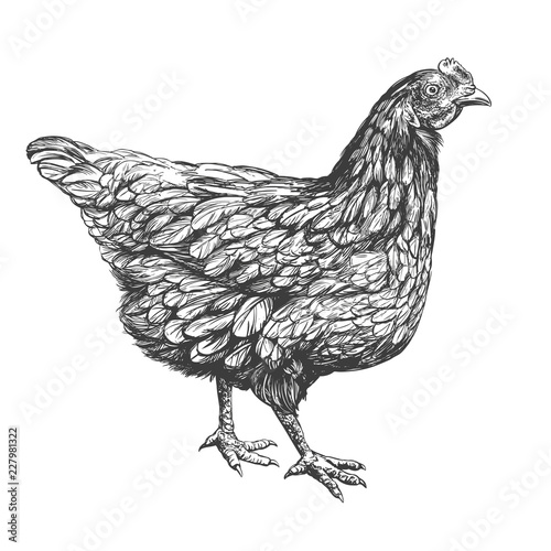 chicken hand drawn vector illustration realistic sketch