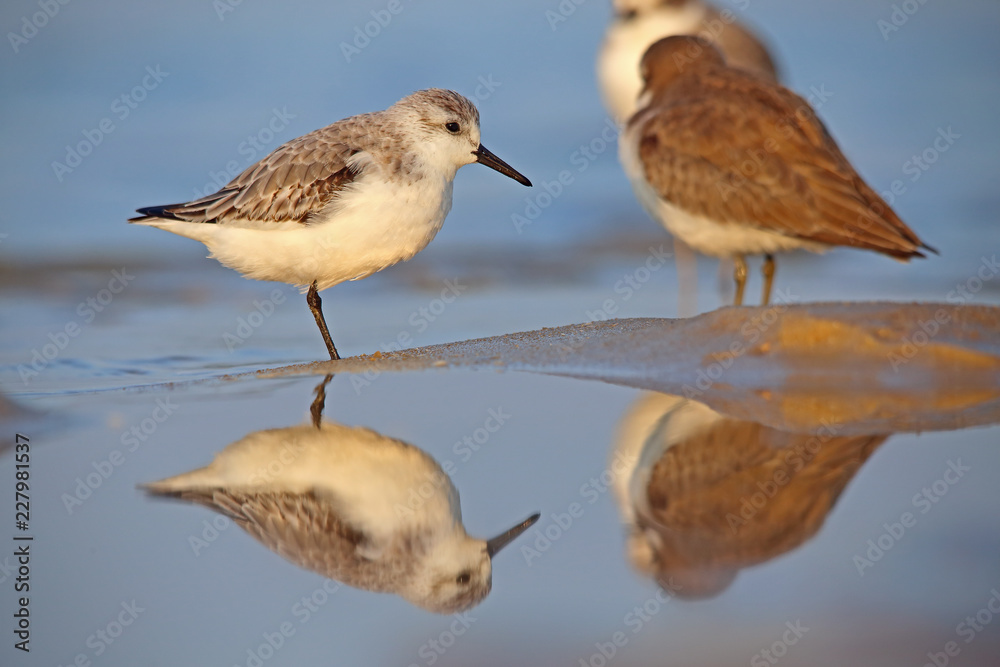 Obraz premium Reflections