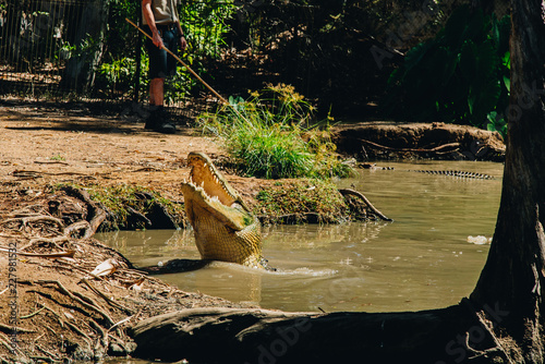 Australia townsville, billabong, crocodile photo