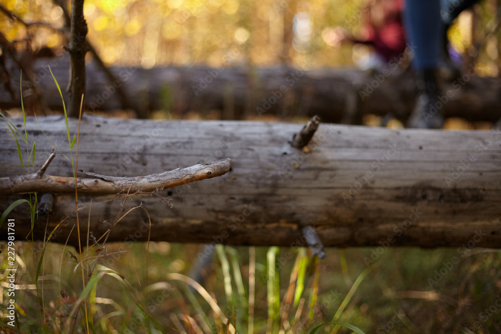 Obraz premium Hike on fallen logs