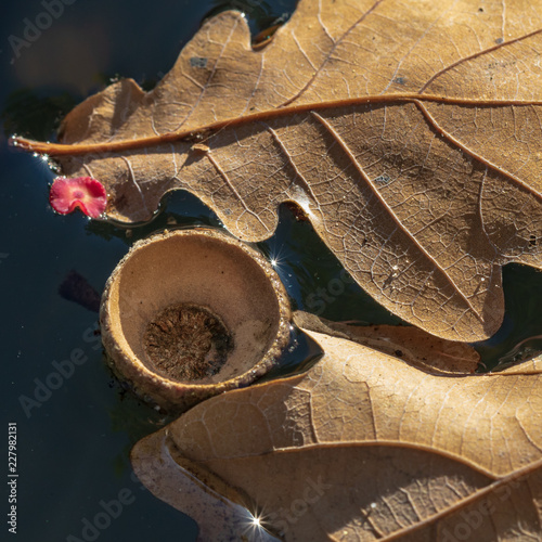 Fruchtstiel einer Eiche schwimmt auf dem Teich mit eichenblatt photo