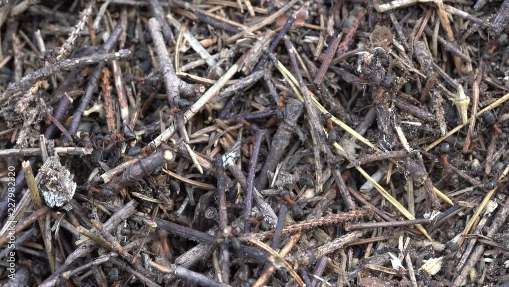 Big anthill in the woods. Big anthill with colony of ants in summer forest. Ants on the ant hill in the woods closeup, macro Big anthill in the woods. Big anthill with colony of ants in summer forest. Ants on the ant hill in the woods closeup, macro