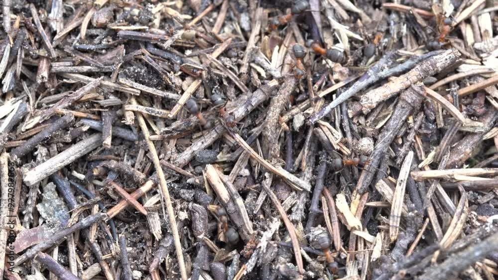 Big anthill in the woods. Big anthill with colony of ants in summer forest. Ants on the ant hill in the woods closeup, macro