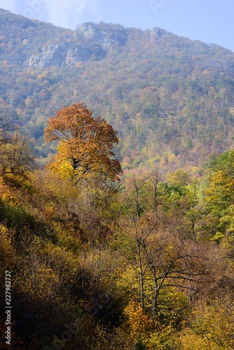 Mountain forest in autumn colors