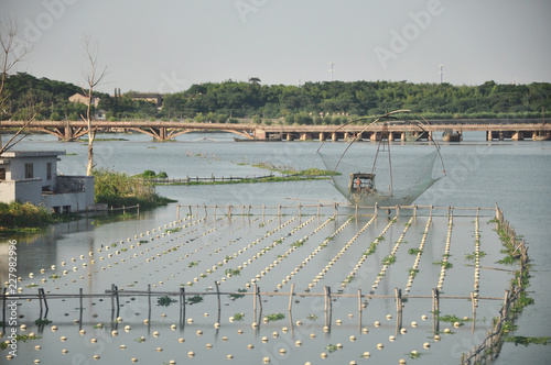 Fresh water pearls breeding in China