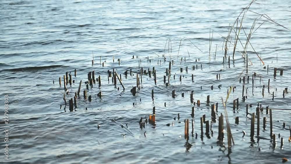 Surface of rippling water with river vegetation Surface of rippling water with river vegetation