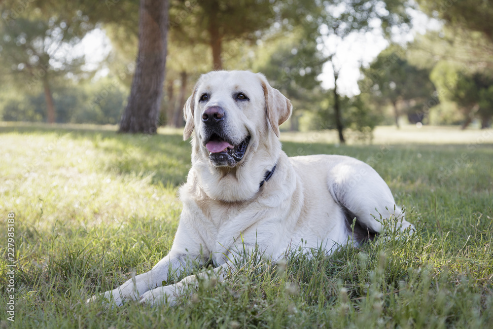 Front view of a labrador retriever dog in an urban park Front view of a labrador retriever dog in an urban park