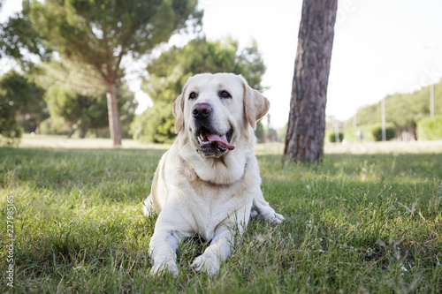 Front view of a labrador retriever dog in an urban park