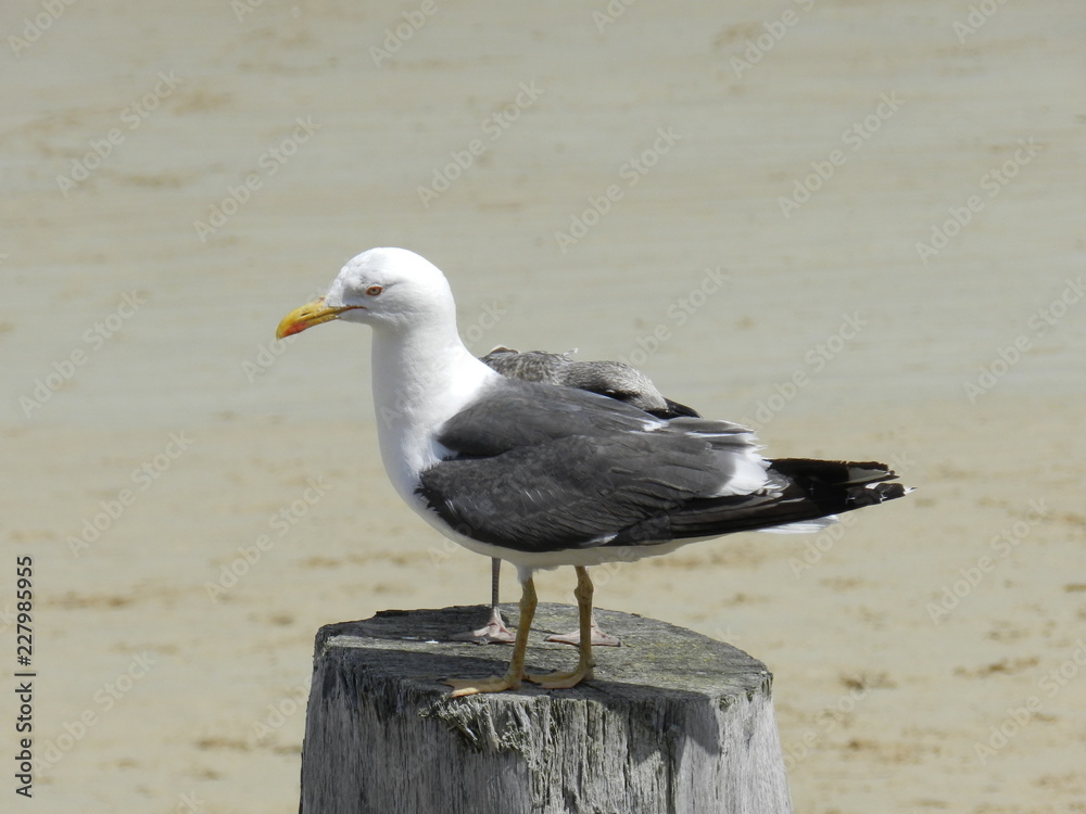 Obraz premium Mouette 