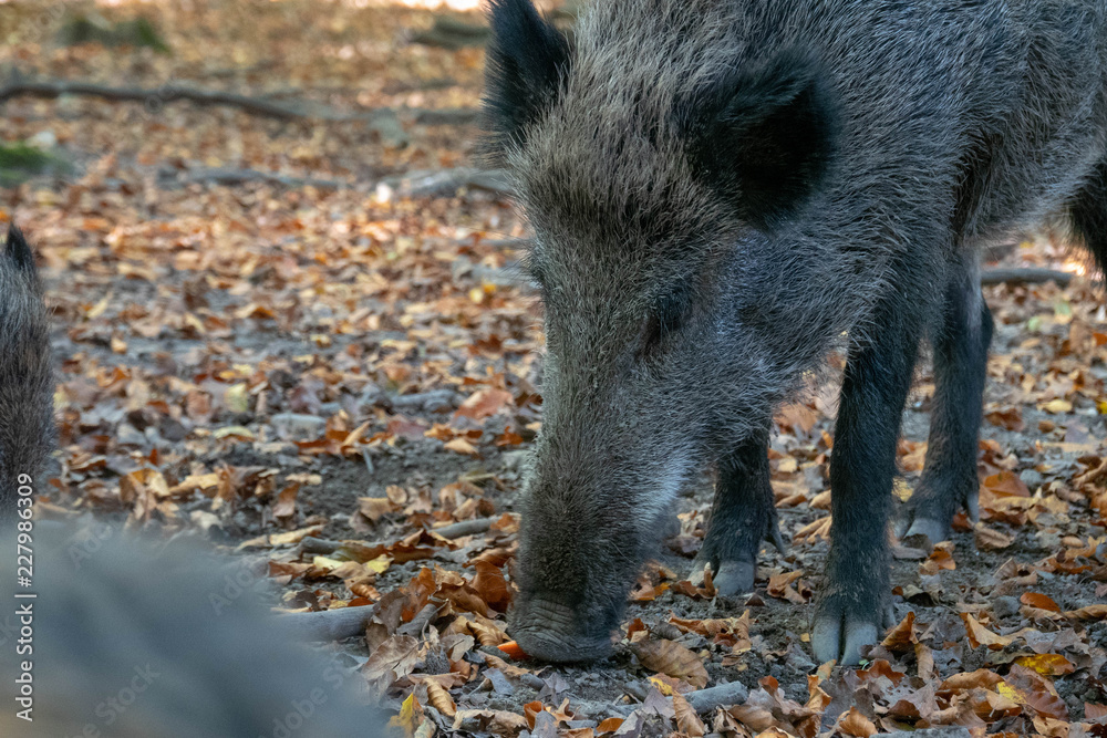 Wildschwein Schnauze Wildschwein Schnauze