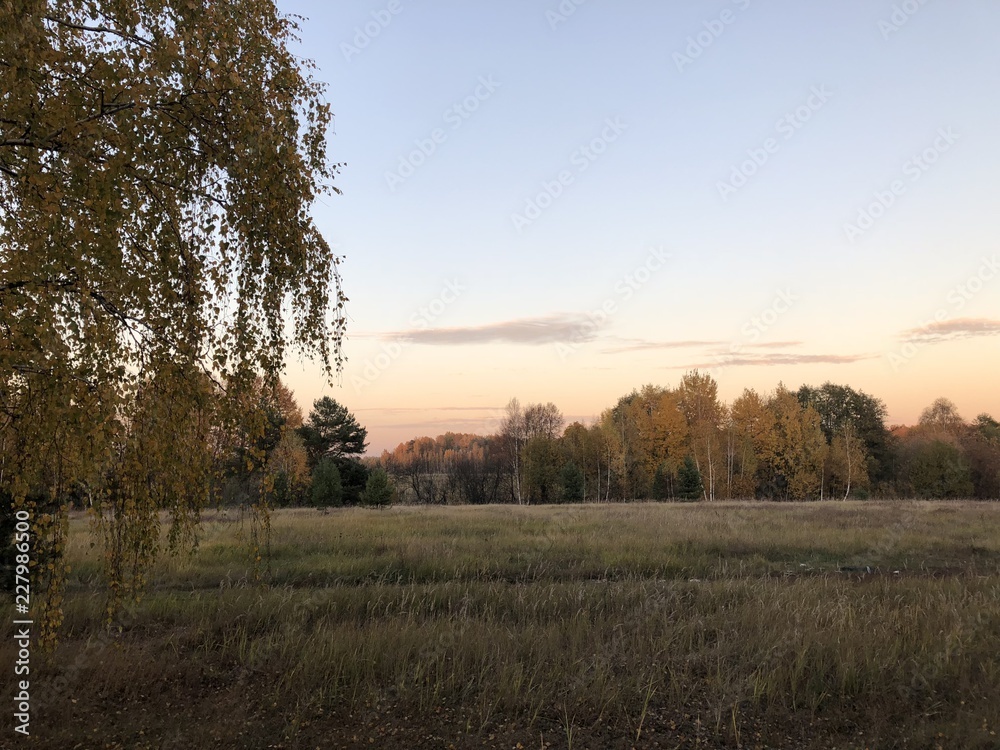 Obraz premium sunset over field