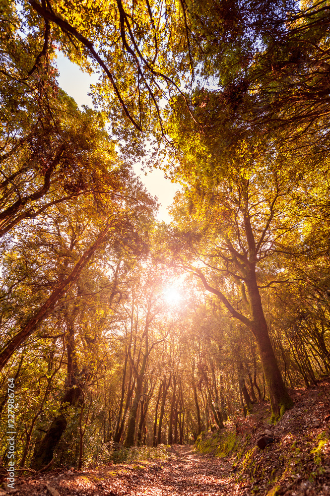 Path in a forest at sunset in autumn Path in a forest at sunset in autumn