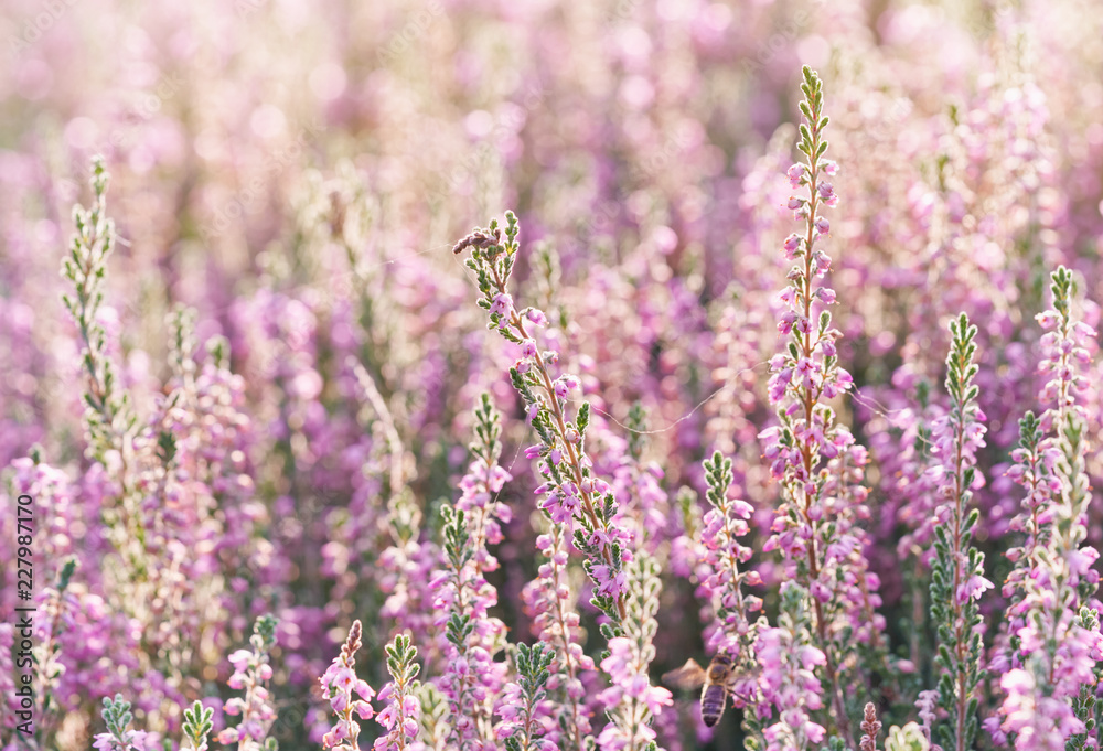 Heather flowers. Bright natural defocused background. 