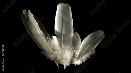 Composition with feathers isolated on black - beautiful light - waft blowing, feathers down trembling. photo