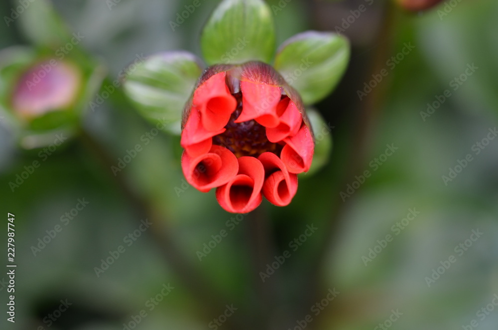 Blumen eine Freude für die Augen Blumen eine Freude für die Augen