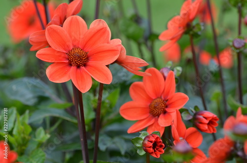 Blumen eine Freude f  r die Augen