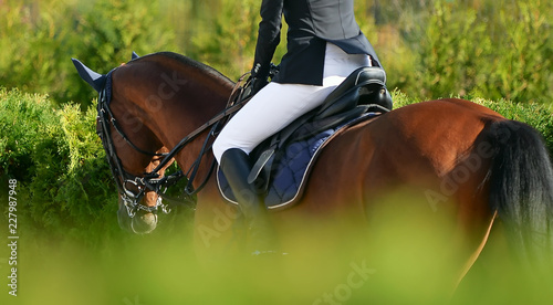 Sorrel horse and rider in uniform at show jumping competition. Equestrian sport background. Sunny day.