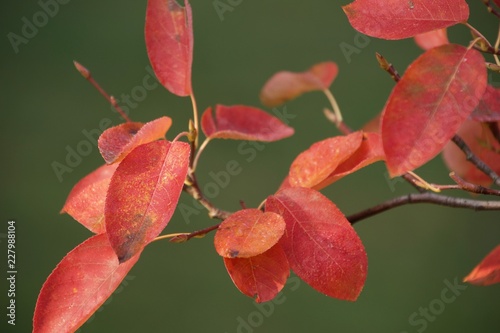 red leaves