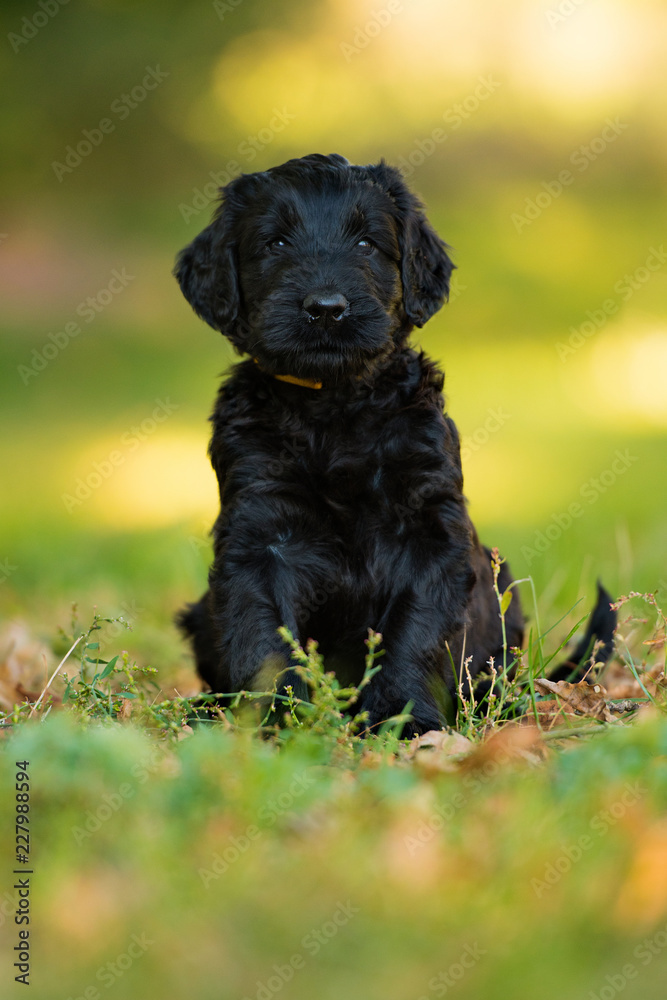 Giant schnauzer puppy sitting in a autumnal meadow Giant schnauzer puppy sitting in a autumnal meadow