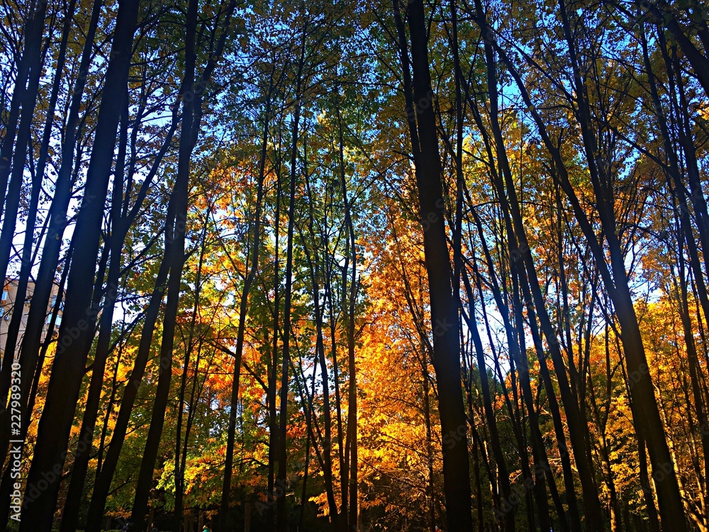 Fototapeta premium Autumn