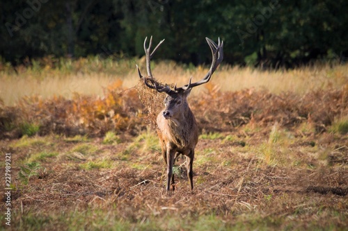 Red deer stag with vegetation foilage in antlers