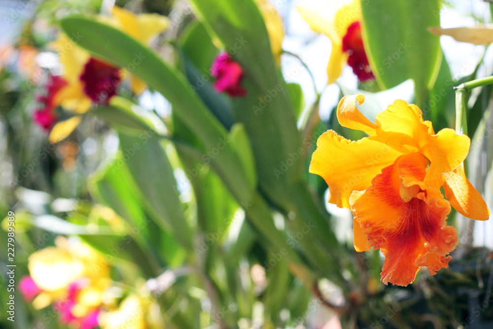 Naklejka premium Focus on big orchid flower in greenhouse