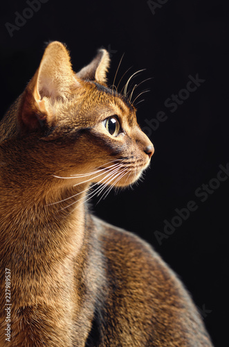 Purebred Abyssinian cat